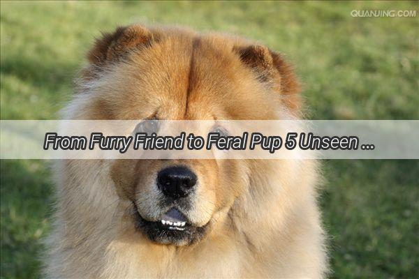 From Furry Friend to Feral Pup 5 Unseen Ways Youre Ruining Your Dogs Life